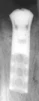 Hollow Cylinder 15 Degree Angled Esthetic Plus 3.5 (4.8) - 2