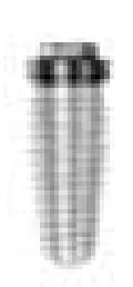 Re-Root WD (5.0)